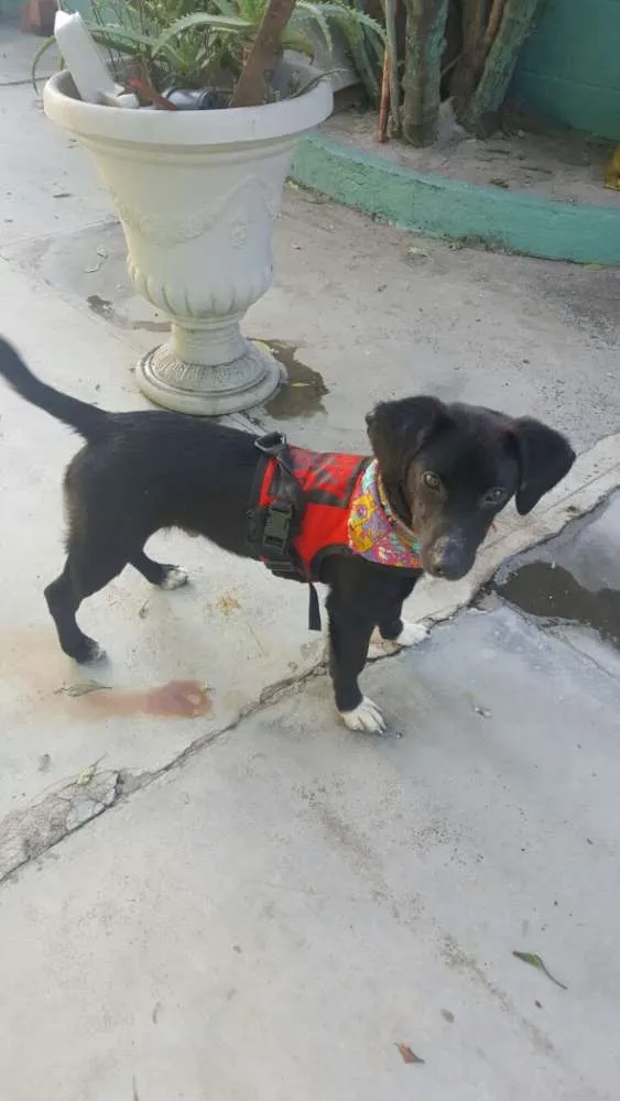Cachorro ra a SRD idade 7 a 11 meses nome KAUÃ