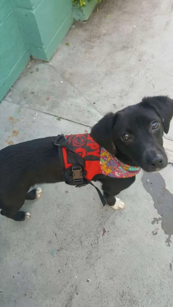 Cachorro ra a SRD idade 7 a 11 meses nome KAUÃ