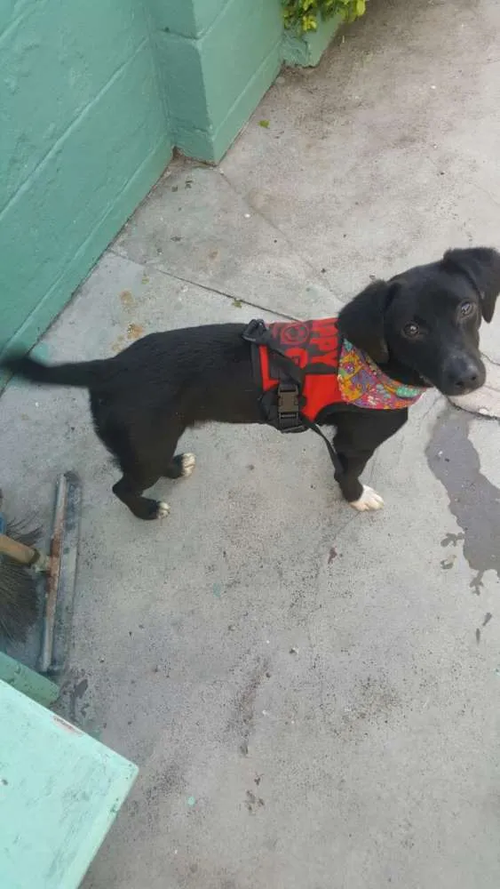 Cachorro ra a SRD idade 7 a 11 meses nome KAUÃ