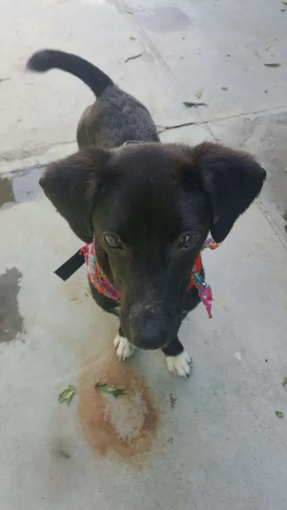 Cachorro ra a SRD idade 7 a 11 meses nome KAUÃ
