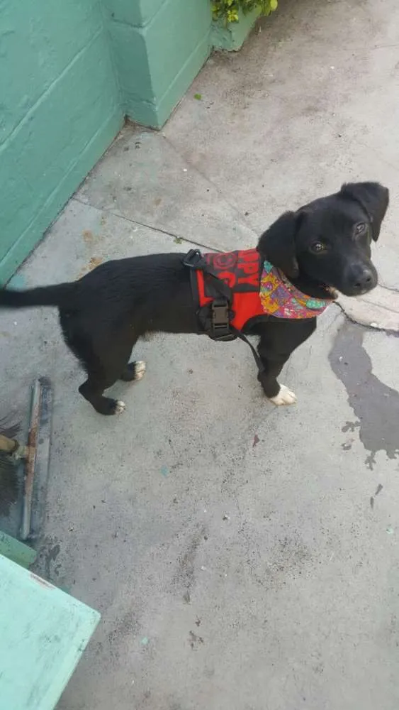 Cachorro ra a SRD idade 7 a 11 meses nome KAUÃ