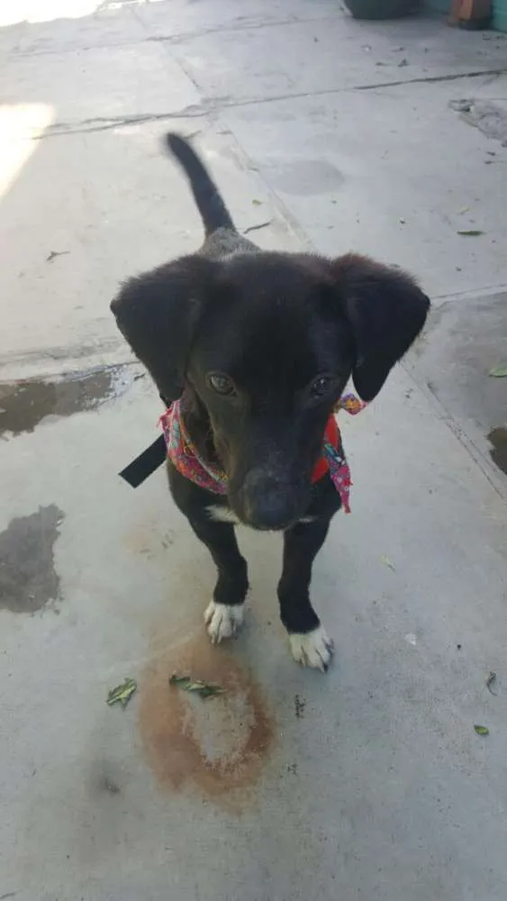 Cachorro ra a SRD idade 7 a 11 meses nome KAUÃ