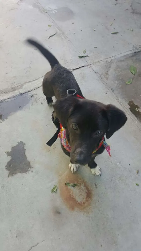 Cachorro ra a SRD idade 7 a 11 meses nome KAUÃ