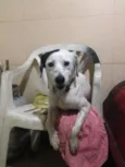 Branquinho