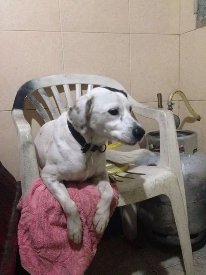 Cachorro ra a indefinida idade 1 ano nome Branquinho