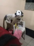 Branquinho