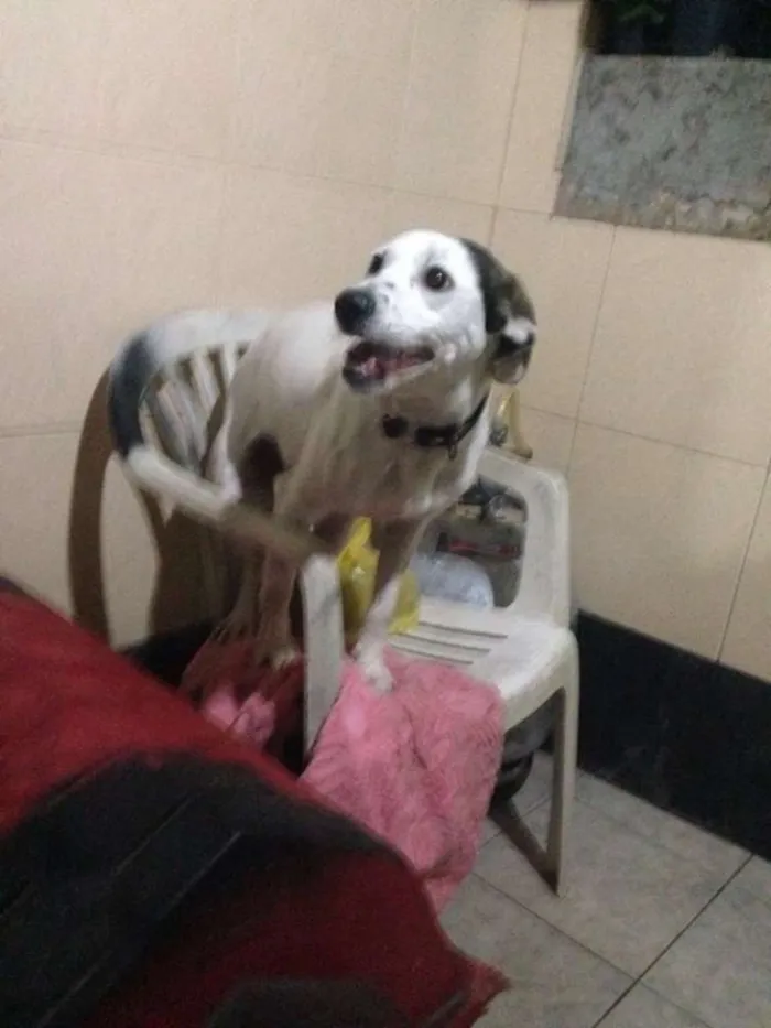 Cachorro ra a indefinida idade 1 ano nome Branquinho