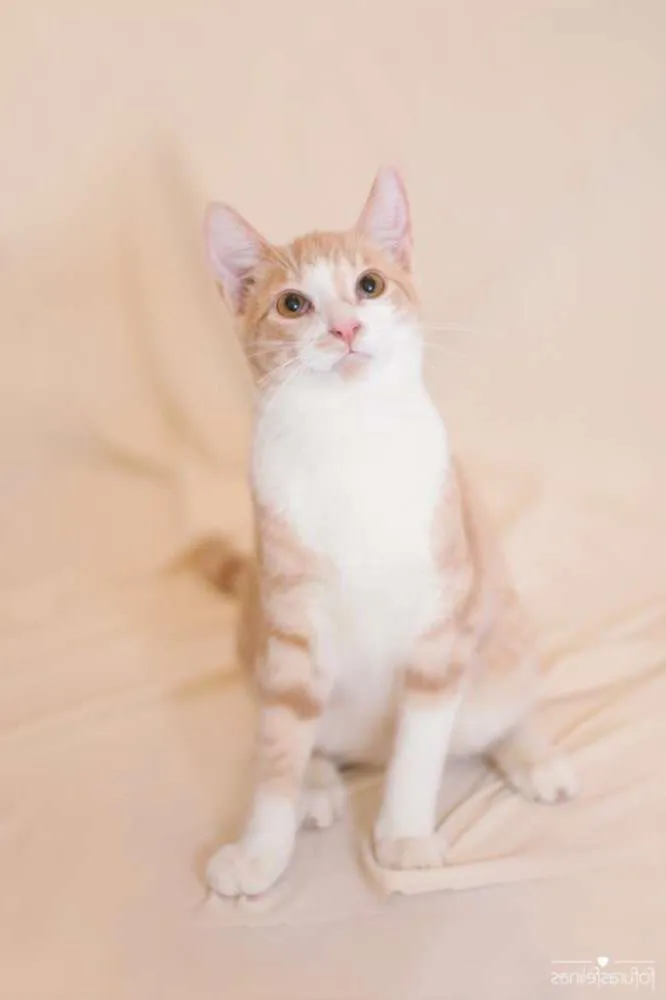 Gato ra a srd idade 2 a 6 meses nome Brulè