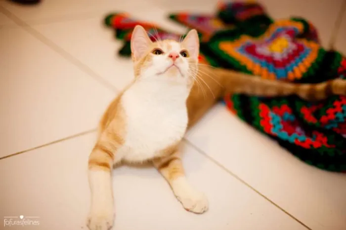Gato ra a srd idade 2 a 6 meses nome Brulè
