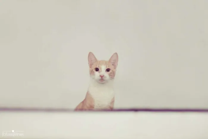 Gato ra a srd idade 2 a 6 meses nome Brulè