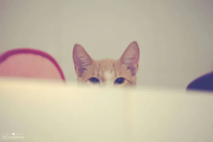 Gato ra a srd idade 2 a 6 meses nome Brulè
