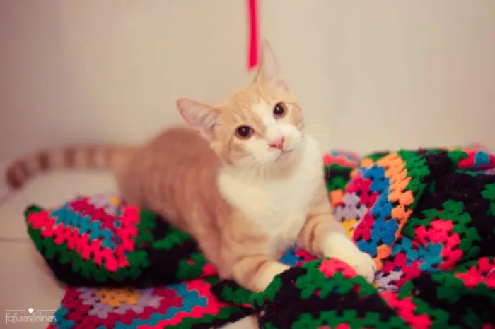 Gato ra a srd idade 2 a 6 meses nome Brulè