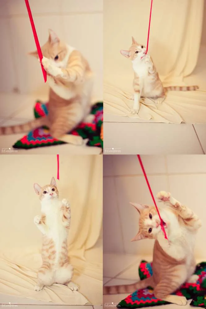 Gato ra a srd idade 2 a 6 meses nome Brulè