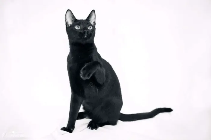 Gato ra a srd idade 2 a 6 meses nome Bibs