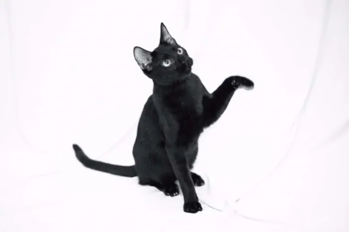 Gato ra a srd idade 2 a 6 meses nome Bibs