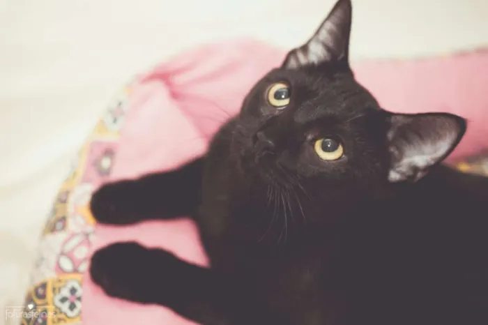 Gato ra a srd idade 2 a 6 meses nome Bibs