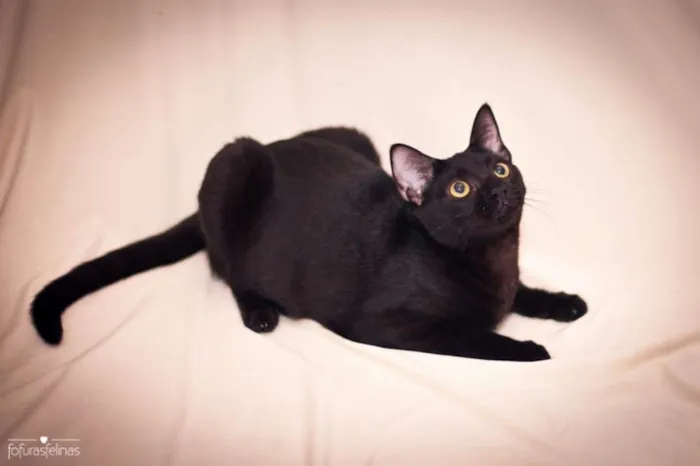 Gato ra a srd idade 2 a 6 meses nome Bibs