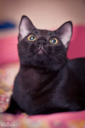 Gato raça srd idade 7 a 11 meses nome Jabuticaba