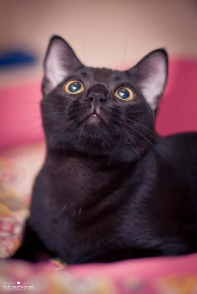 Gato ra a srd idade 7 a 11 meses nome Jabuticaba
