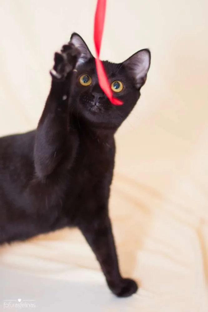 Gato ra a srd idade 7 a 11 meses nome Jabuticaba