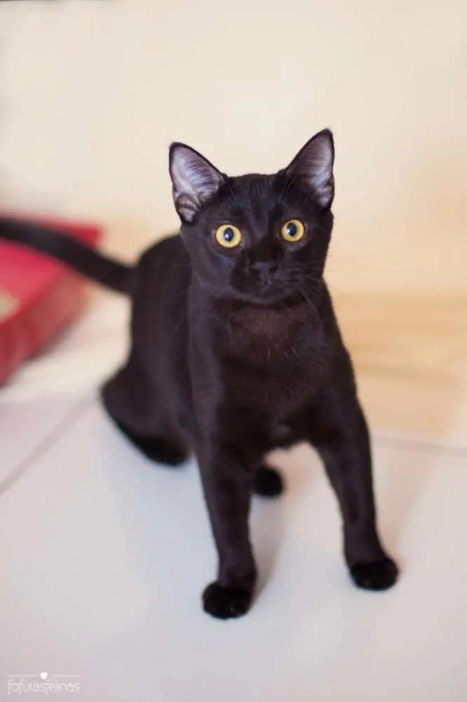 Gato ra a srd idade 7 a 11 meses nome Jabuticaba