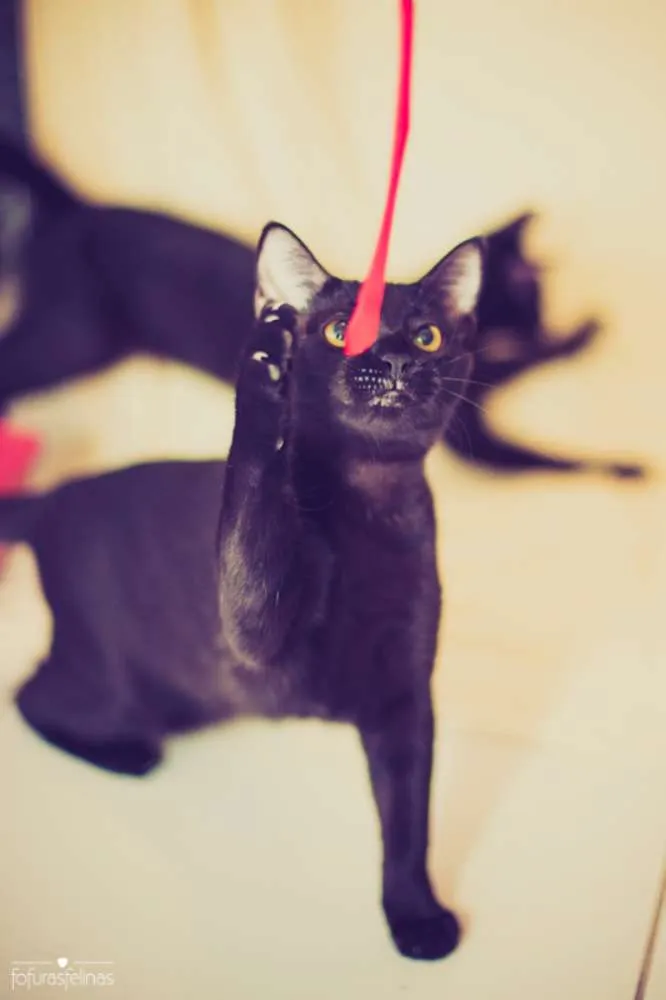 Gato ra a srd idade 7 a 11 meses nome Jabuticaba