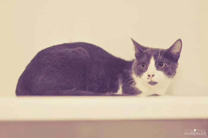 Gato ra a srd idade 7 a 11 meses nome Fini