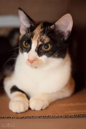 Gato raça srd idade 2 a 6 meses nome Confeti