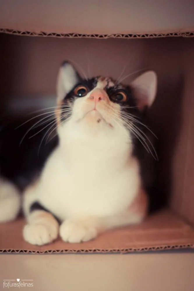 Gato ra a srd idade 2 a 6 meses nome Confeti