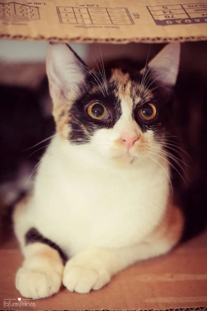 Gato ra a srd idade 2 a 6 meses nome Confeti