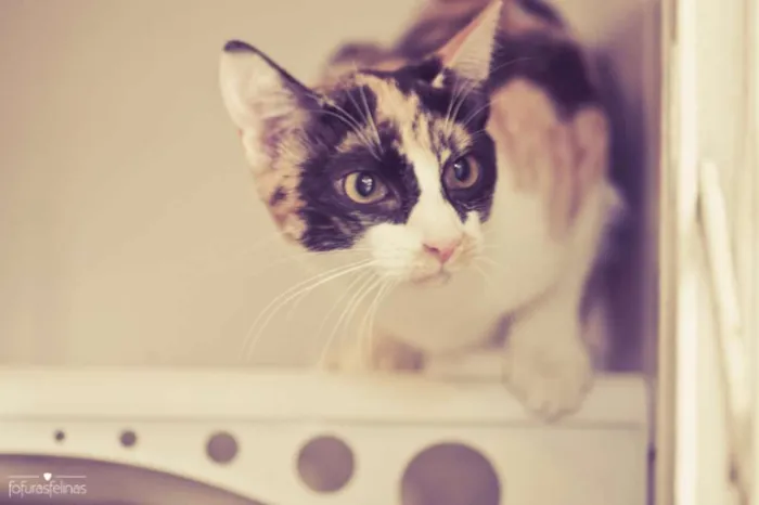 Gato ra a srd idade 2 a 6 meses nome Confeti
