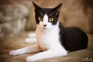Gato raça srd idade 1 ano nome Petibanquinho