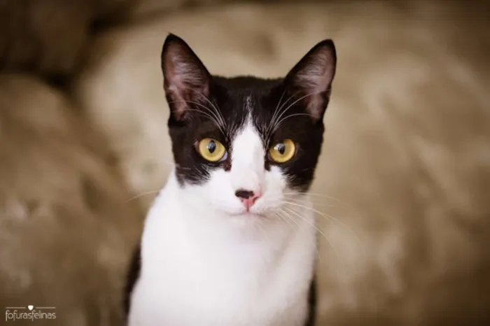 Gato ra a srd idade 1 ano nome Petibanquinho