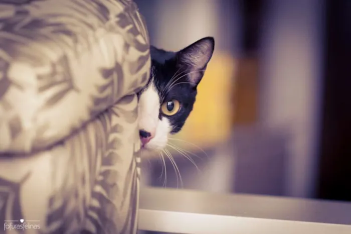 Gato ra a srd idade 1 ano nome Petibanquinho