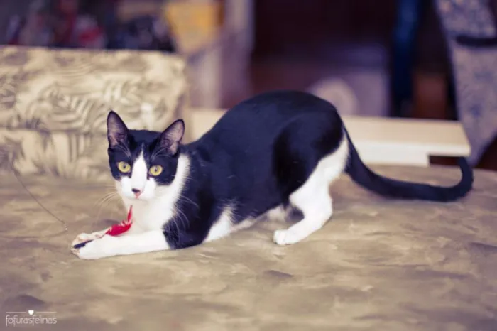 Gato ra a srd idade 1 ano nome Petibanquinho