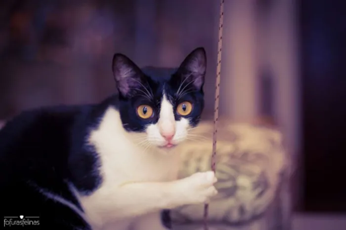 Gato ra a srd idade 1 ano nome Petizinha
