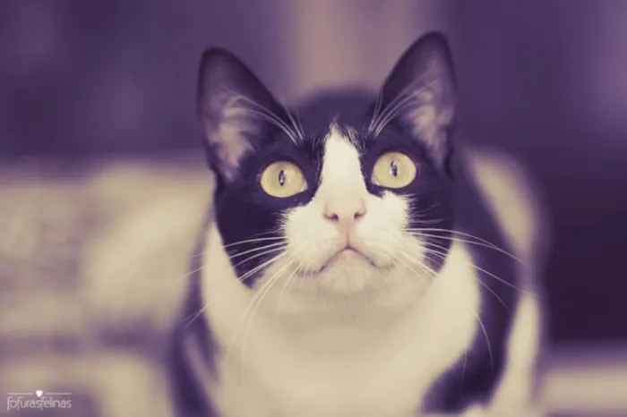 Gato ra a srd idade 1 ano nome Petizinha