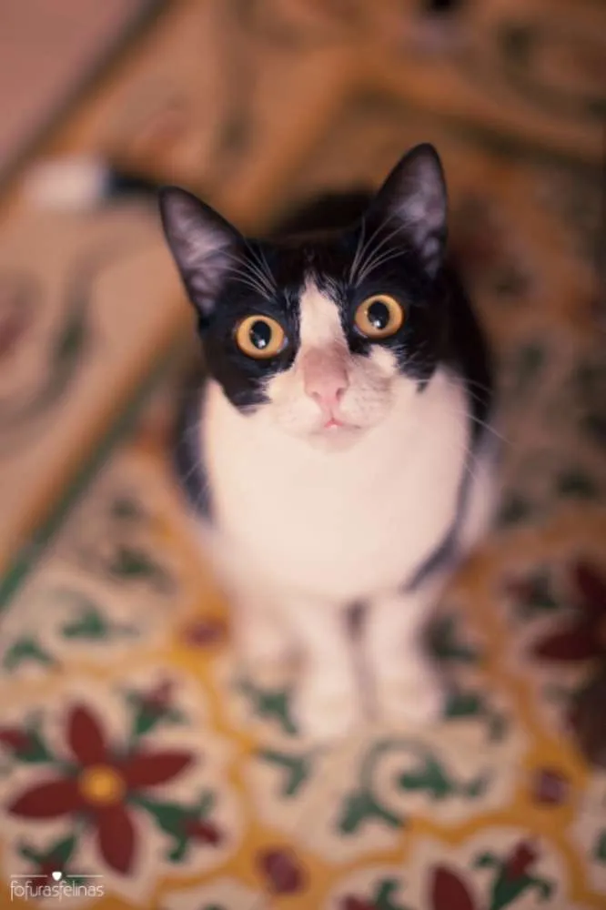 Gato ra a srd idade 1 ano nome Petizinha