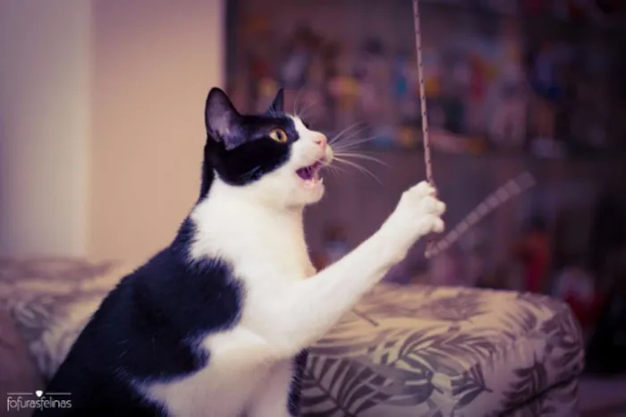 Gato ra a srd idade 1 ano nome Petizinha