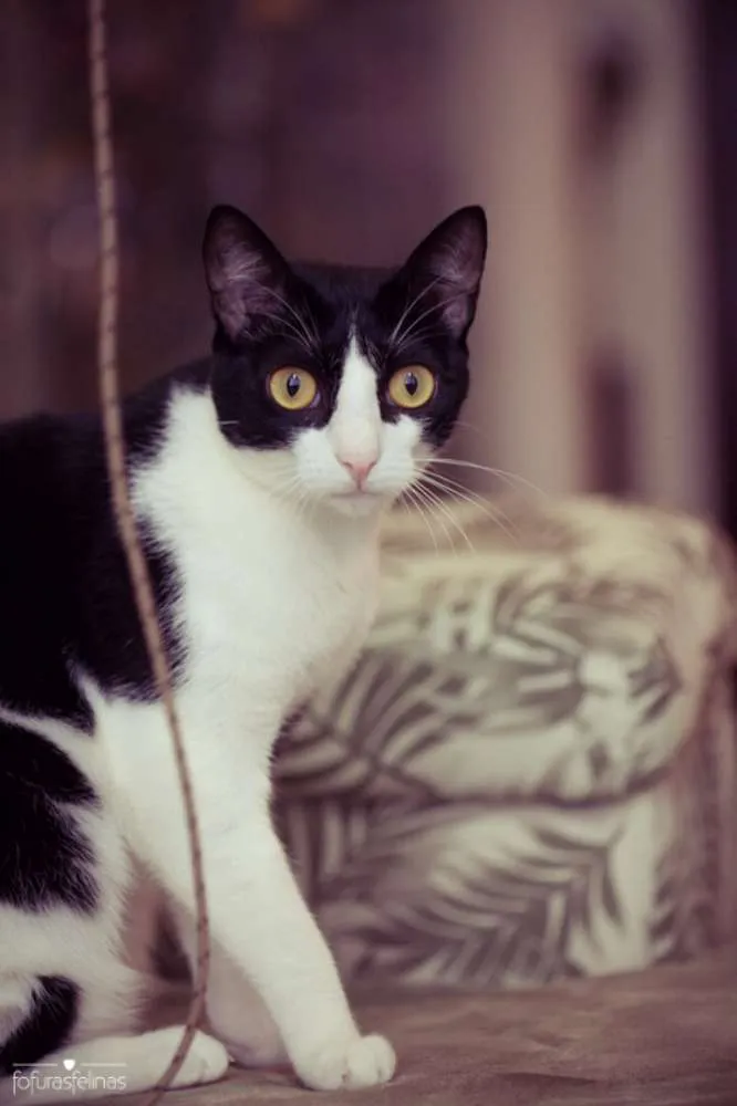 Gato ra a srd idade 1 ano nome Petizinha