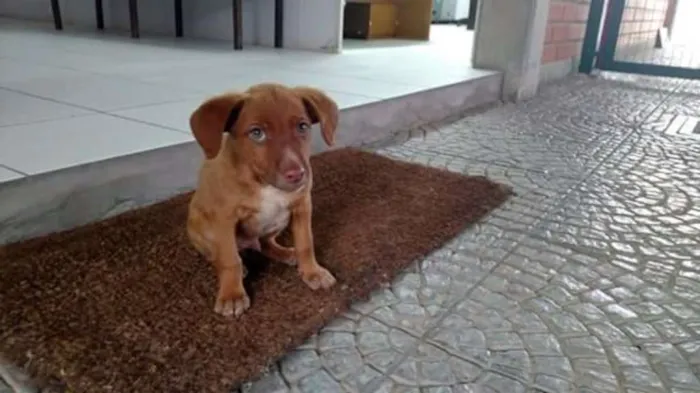 Cachorro ra a Não identificada idade 2 a 6 meses nome Sem nome
