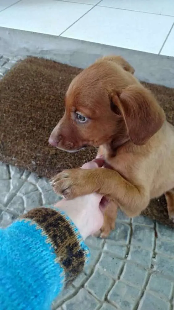 Cachorro ra a Não identificada idade 2 a 6 meses nome Sem nome