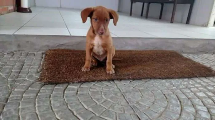 Cachorro ra a Não identificada idade 2 a 6 meses nome Sem nome