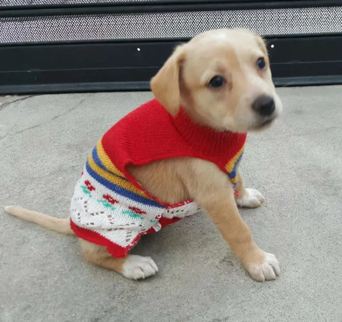 Cachorro ra a SRD idade Abaixo de 2 meses nome EVA 
