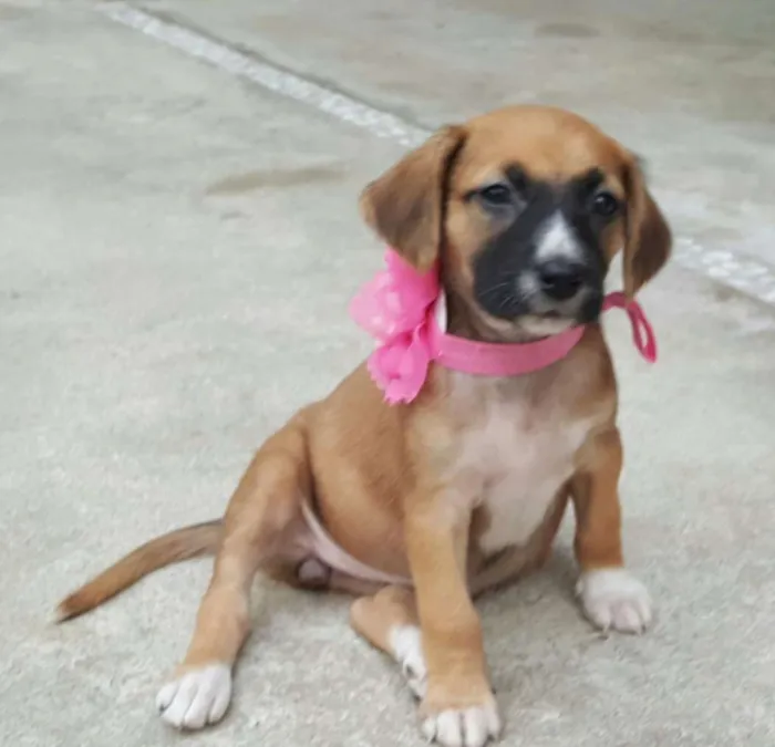 Cachorro ra a SRD idade Abaixo de 2 meses nome MIA 