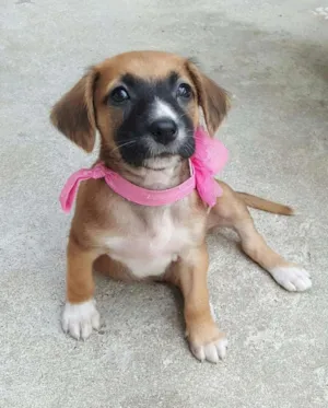 Cachorro raça SRD idade Abaixo de 2 meses nome MIA 