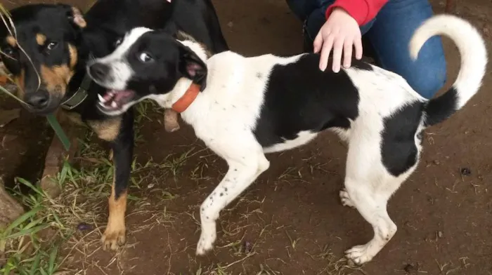 Cachorro ra a SRD idade 7 a 11 meses nome Brancão