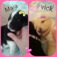 Vick e maia