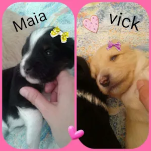 Cachorro raça Srd idade Abaixo de 2 meses nome Vick e maia