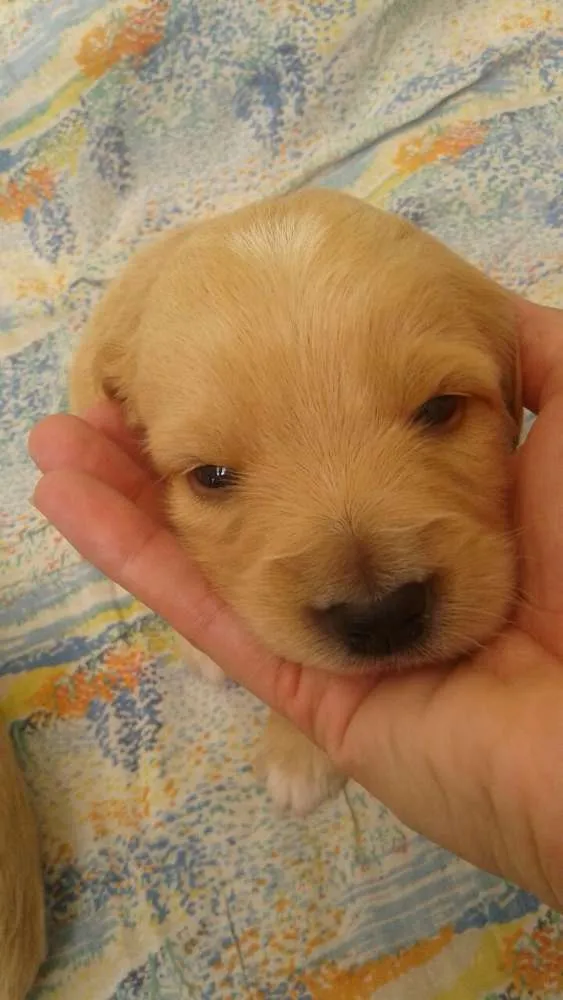Cachorro ra a Srd idade Abaixo de 2 meses nome Vick e maia